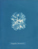 Nitophyllum Bonnemaisoni - Anna Atkins — näkymä teoksesta