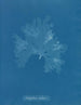 Nitophyllum Gmeleni - Anna Atkins — näkymä teoksesta