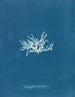 Nitophyllum lacéré - Anna Atkins — näkymä teoksesta