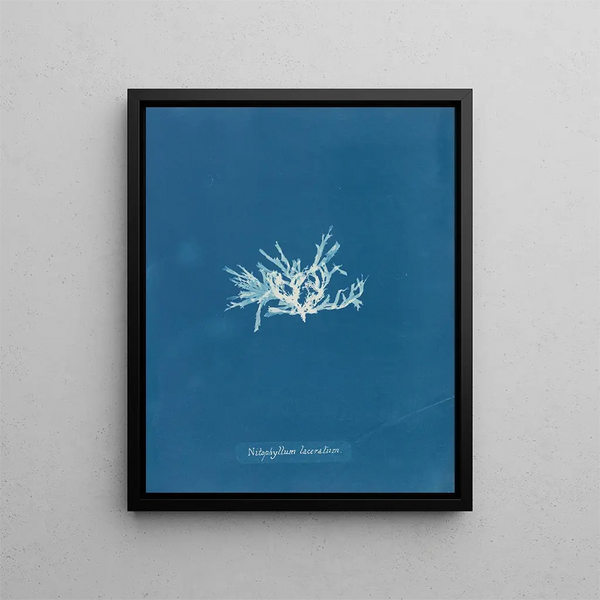 Anna Atkins - Nitophyllum laceratum uncinatum.webp