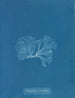 Nitophyllum punctatum - Anna Atkins — näkymä teoksesta