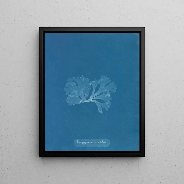 Anna Atkins - Nitophyllum punctatum.webp