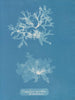 Nitophyllum punctatum - Anna Atkins — näkymä teoksesta