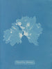 Nitophyllum ulvoideum - Anna Atkins — näkymä teoksesta