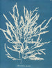 Odonthalie dentée - Anna Atkins — näkymä teoksesta