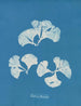 Padina Pavonia - Anna Atkins — näkymä teoksesta