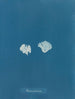 Padina Pavonia (Cas Conflit) - Anna Atkins — näkymä teoksesta