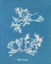 Phyllophora rubens - Anna Atkins — näkymä teoksesta