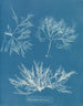 Plocamium cramoisi - Anna Atkins — näkymä teoksesta