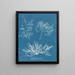 Plocamium cramoisi - Anna Atkins — kehystetty taideteos seinällä