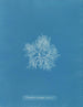 Plocamium cramoisi dans les fruits - Anna Atkins — näkymä teoksesta