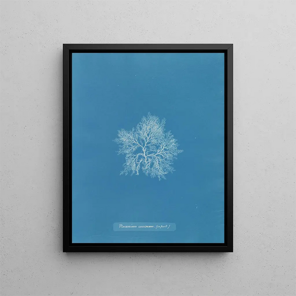 Anna Atkins - Plocamium coccineum in fruit.webp
