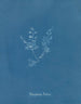 Polysiphonia Brodiaei -osa X - Anna Atkins — näkymä teoksesta