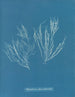Polysiphonia atroscens - Anna Atkins — näkymä teoksesta