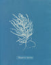 Polysiphonia byssoides - Anna Atkins — näkymä teoksesta