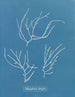 Polysiphonia elongata - Anna Atkins — näkymä teoksesta