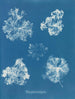 Polysiphonia fastigiata - Anna Atkins — näkymä teoksesta