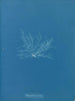 Polysiphonia fibrata - Anna Atkins — näkymä teoksesta