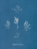 Polysiphonia fructiculosa - Anna Atkins — näkymä teoksesta