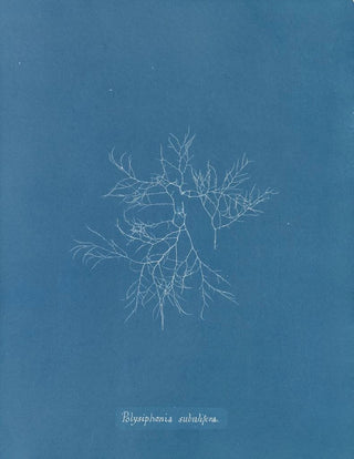 Anna Atkins - Polysiphonia subulifera.webp