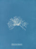 Polysiphonia thuyoides - Anna Atkins — näkymä teoksesta