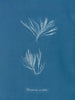 Polysiphonia urceolata - Anna Atkins — näkymä teoksesta