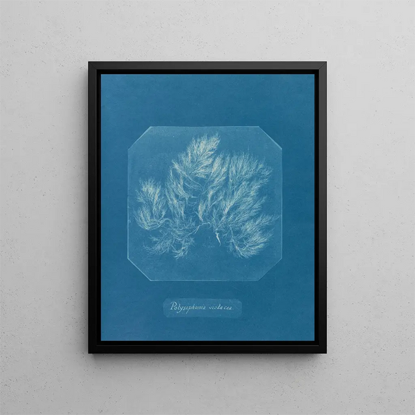 Anna Atkins - Polysiphonia violacea.webp