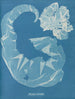 Porphyra laciniata - Anna Atkins — näkymä teoksesta