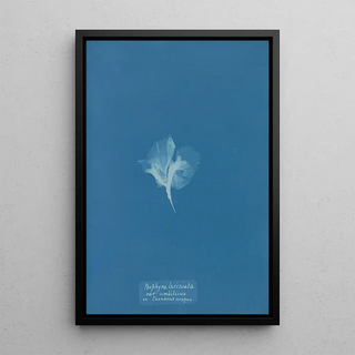 Anna Atkins - Porphyra laciniata var umbilicus on Chondrus crispus.webp