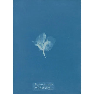 Anna Atkins - Porphyra laciniata var umbilicus on Chondrus crispus.webp