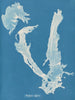 Porphyra vulgaris - Anna Atkins — näkymä teoksesta