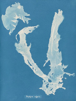 Anna Atkins - Porphyra vulgaris.webp