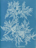 Ptilota plumosa - Anna Atkins — näkymä teoksesta