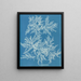 Ptilota plumosa - Anna Atkins — kehystetty taideteos seinällä