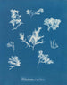Ptilota plumosa - Anna Atkins — näkymä teoksesta