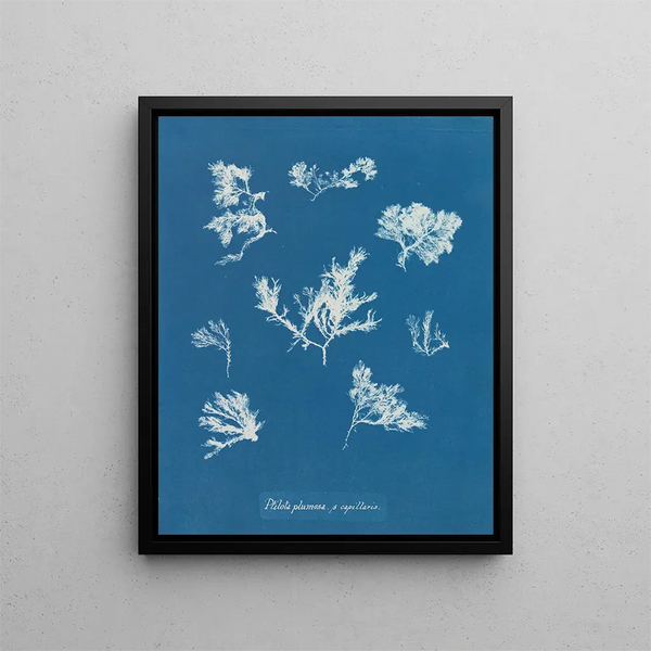 Anna Atkins - Ptilota plumosa capillaris.webp
