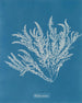 Ptilota sericea - Anna Atkins — näkymä teoksesta