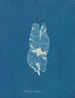 Punctaria latifolia - Anna Atkins — näkymä teoksesta