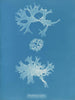 Rhodoménie bifida - Anna Atkins — näkymä teoksesta