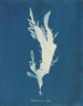 Rhodoménie ciliée - Anna Atkins — näkymä teoksesta