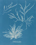Rhodoménie jubata - Anna Atkins — näkymä teoksesta