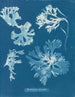 Rhodoménie laciniata - Anna Atkins — näkymä teoksesta