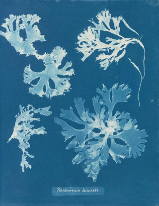 Anna Atkins - Rhodomenia laciniata.webp