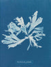 Rhodoménie palmée - Anna Atkins — näkymä teoksesta