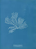 Rhodomenia palmata - Anna Atkins — näkymä teoksesta