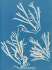 Rhodoménie polycarpe - Anna Atkins — näkymä teoksesta