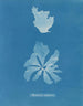 Rhodoménie réniforme - Anna Atkins — näkymä teoksesta