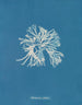 Rhodoménie sobolifera - Anna Atkins — näkymä teoksesta