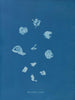Ruisseaux brillants - Anna Atkins — näkymä teoksesta