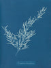 Sargassum bacciferum - Anna Atkins — näkymä teoksesta
